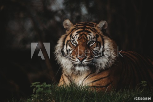 Picture of Sumatran Tiger